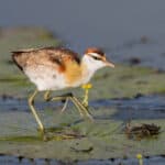 Lesser Jacana