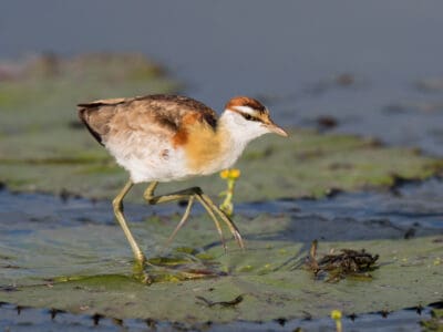 A Lesser Jacana