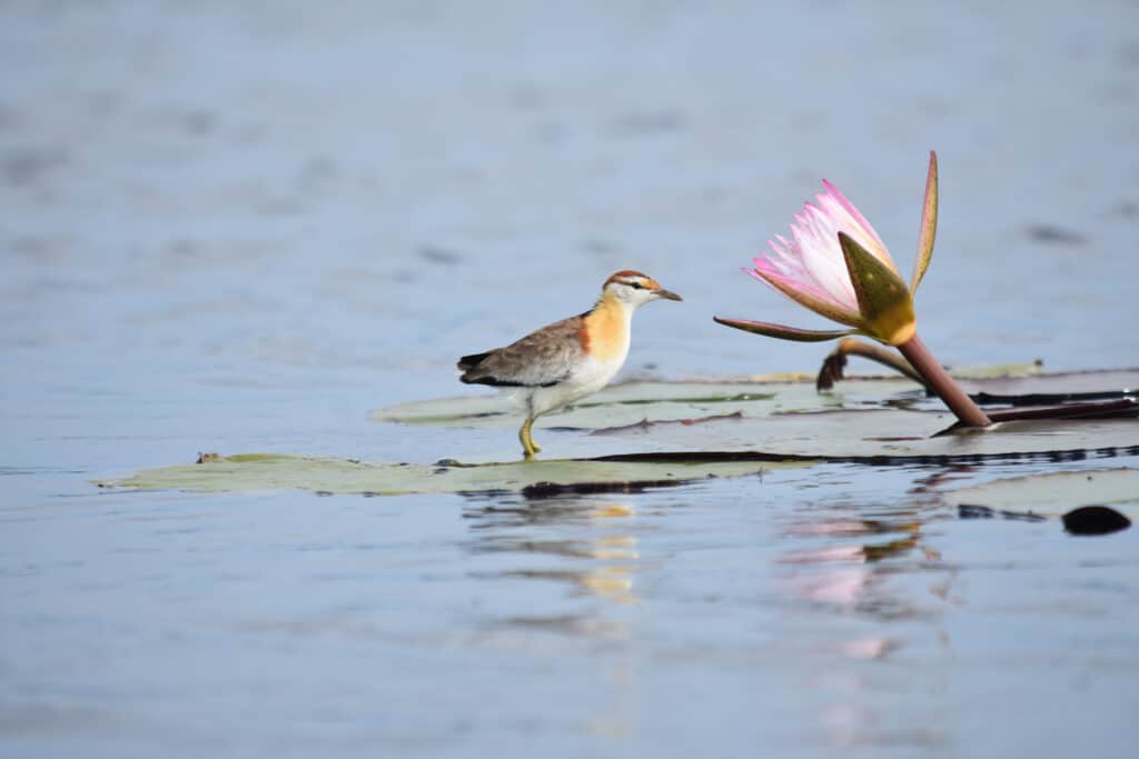 lesser jacana