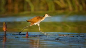 See a Male Jacana Bird Tuck His Chicks Under His Wings And Run From Crocodile Closing In photo