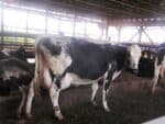Lineback Cattle Animal Facts - Bos taurus - A-Z Animals