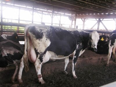 Lineback Cattle Animal Facts - Bos taurus - A-Z Animals