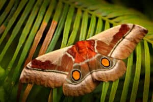 Moth Spirit Animal Symbolism & Meaning Picture