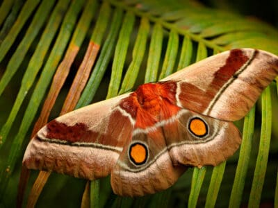 Madora Moth Picture