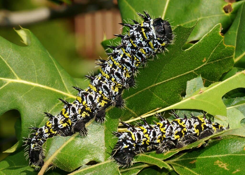 Madora Moth Caterpillar