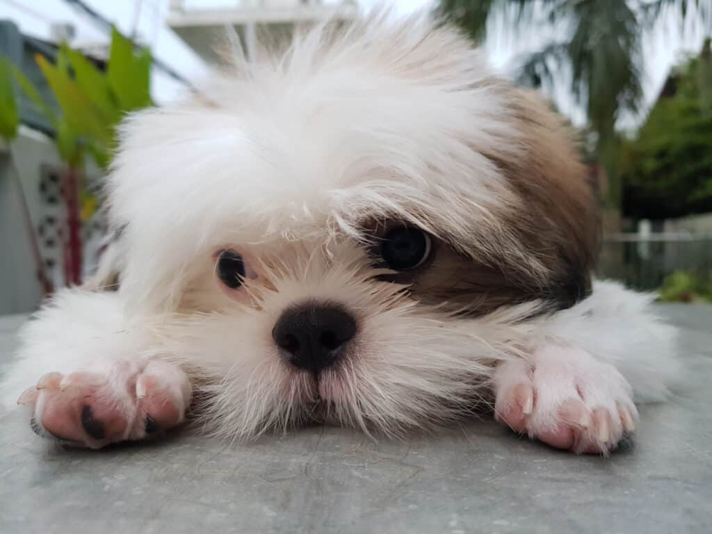 are maltese and shih tzu related