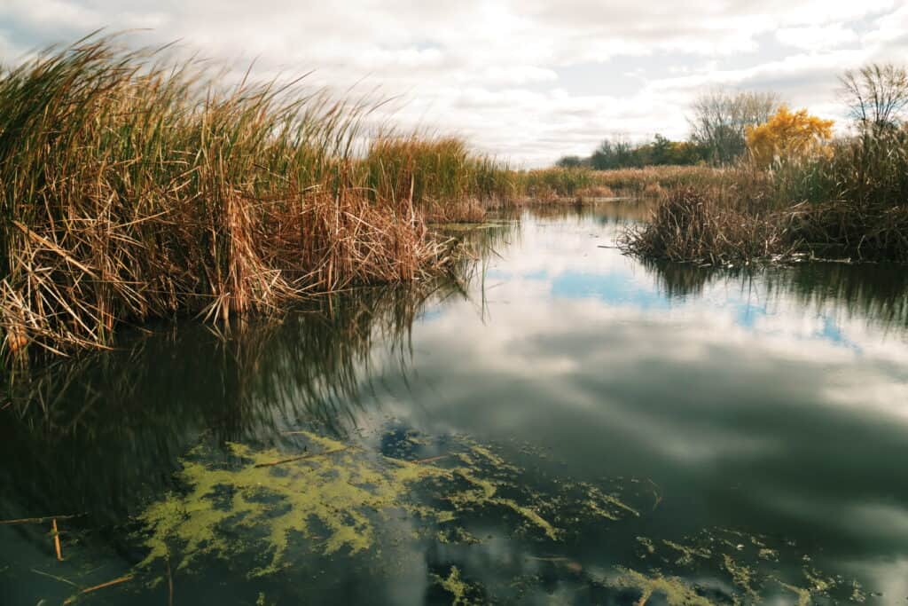 coastal marsh