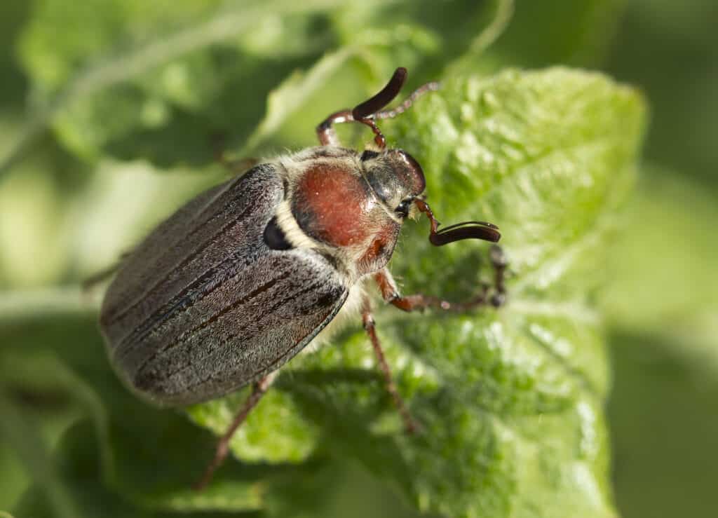 May Beetle