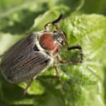 Cockchafer