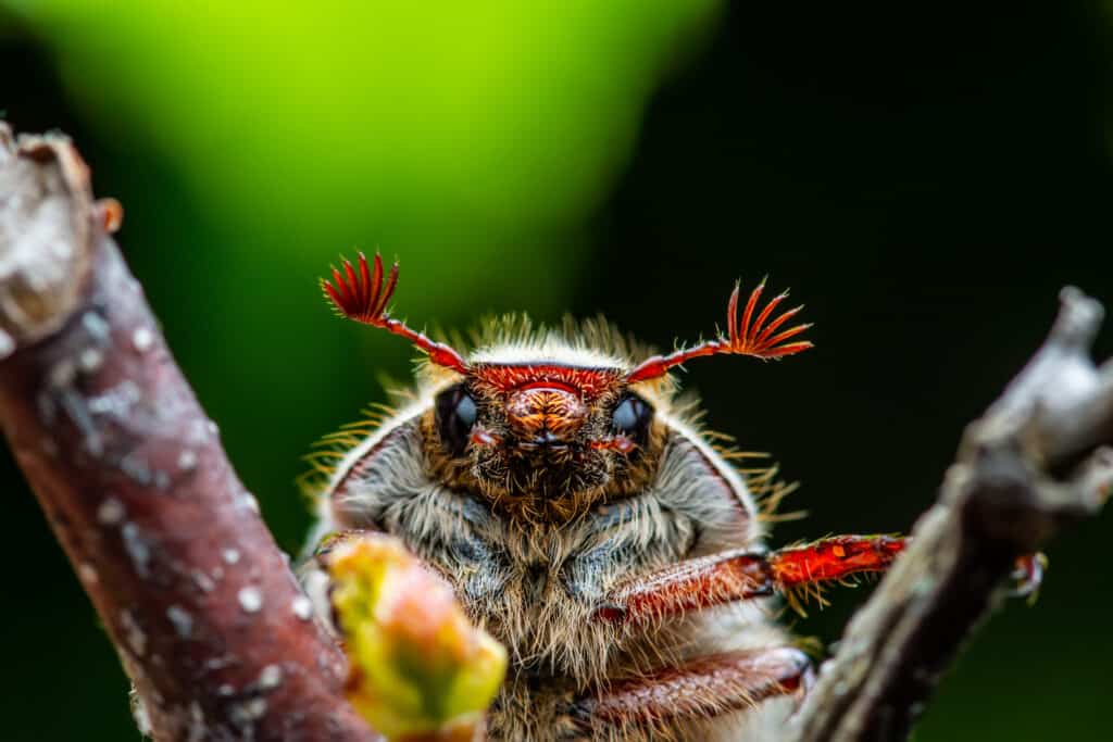 may beetle species name