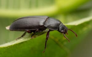 9 Types of Black Bugs with Pictures and Identification Guide Picture