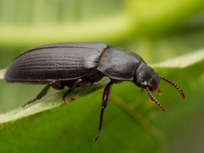 A Mealworm Beetle