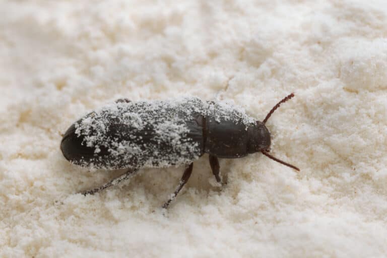 Mealworm Beetle in Flour