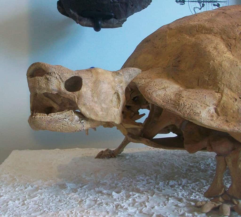 Meiolana