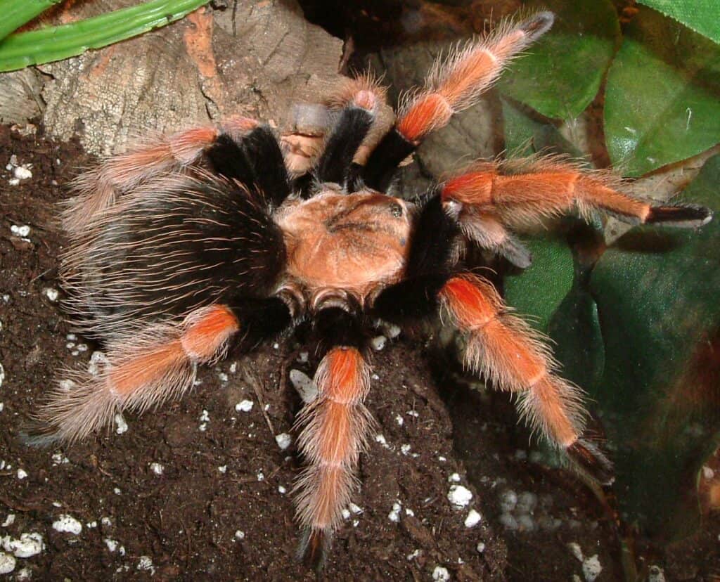 Mexican Fireleg Tarantula