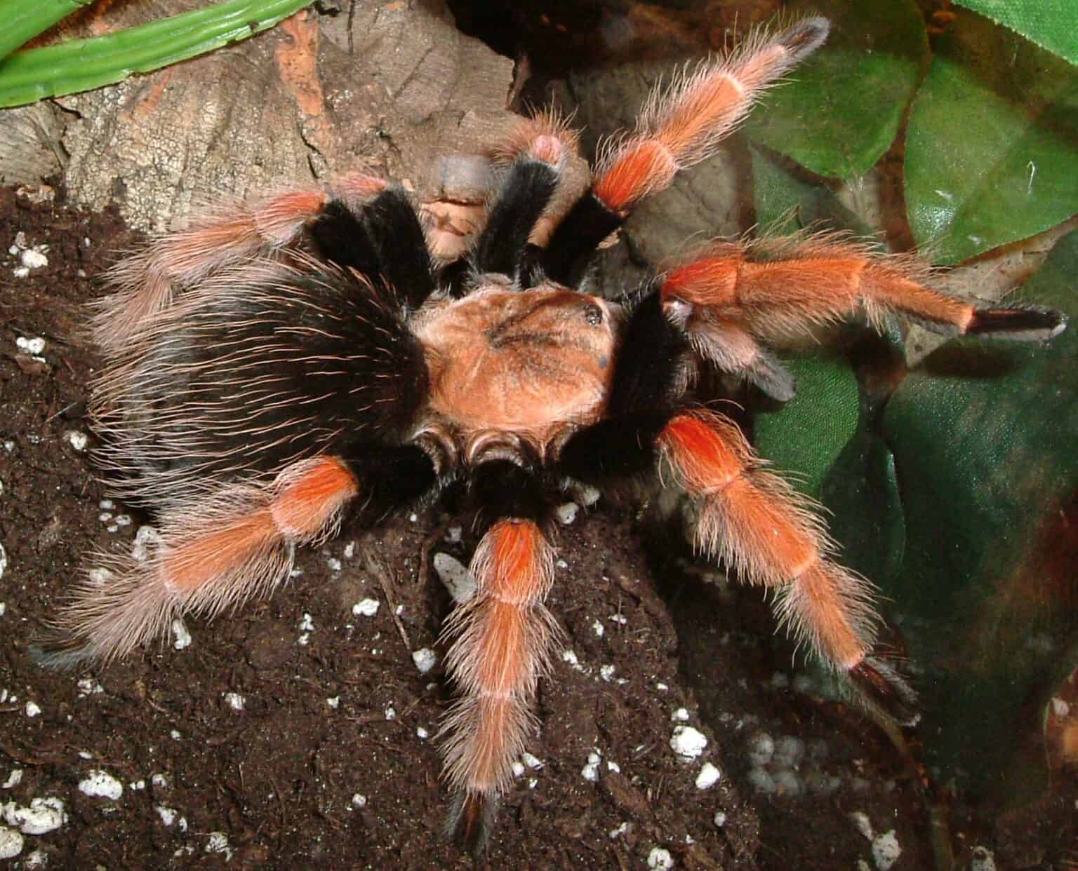 Mexico’s Tarantulas Outnumber Almost Every Country—But Still Face ...
