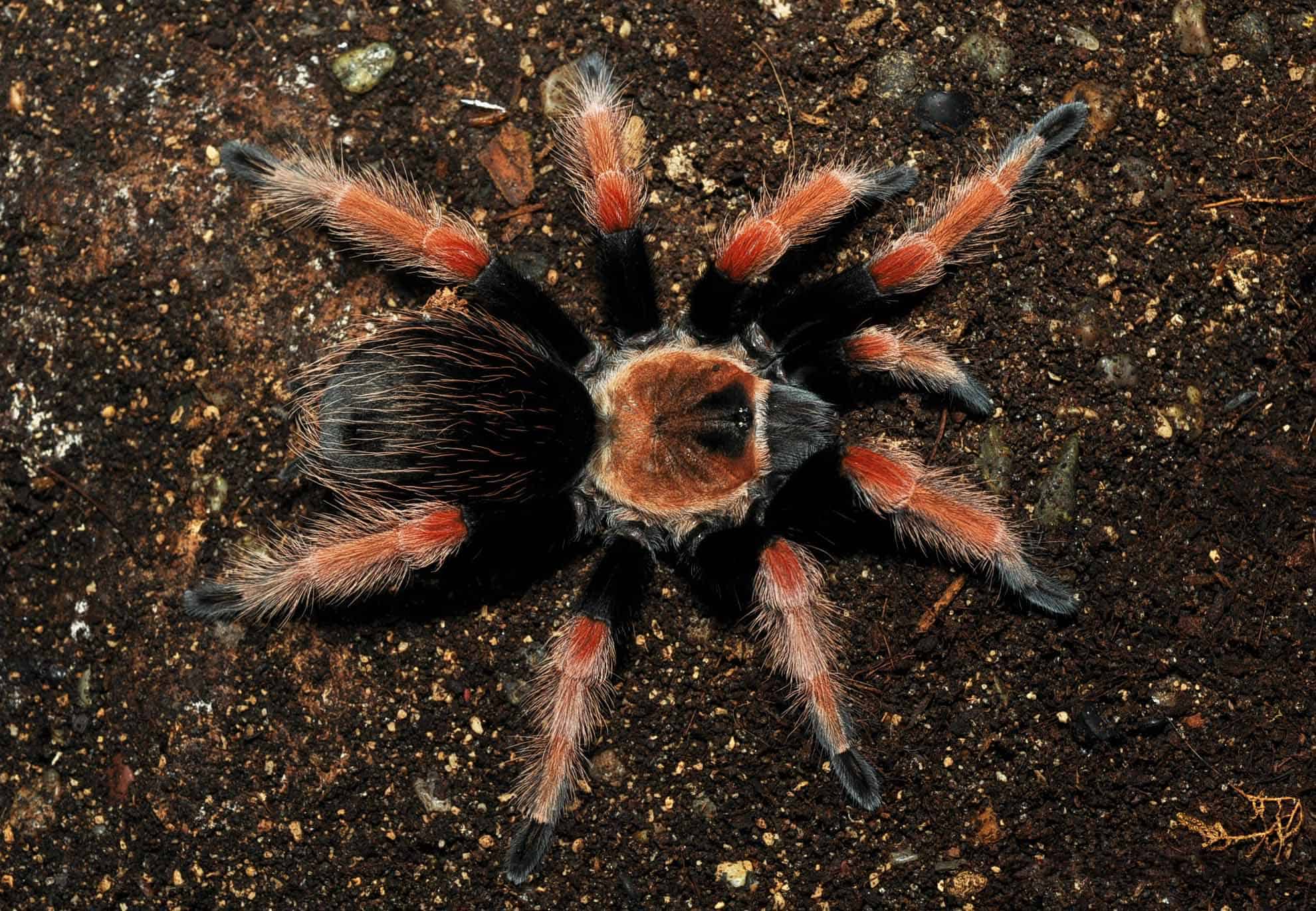 thumbnail image 2 of Mexican Red-Kneed Tarantula Setup: Complete Kit 2 of 10
