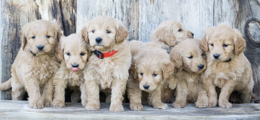 Mini Golden, "Comfort Retriever"