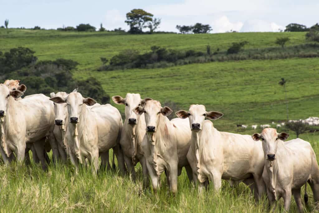 Nelore Cattle