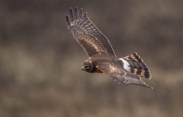 Northern Harrier - A-Z Animals