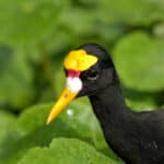 Northern Jacana