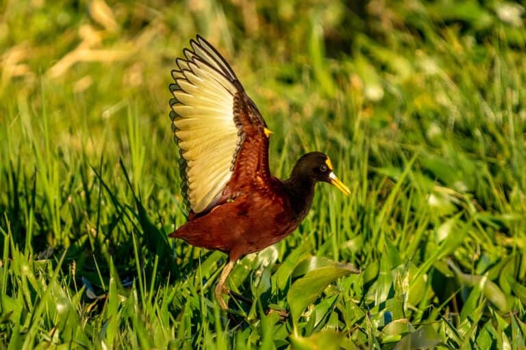 Northern Jacana