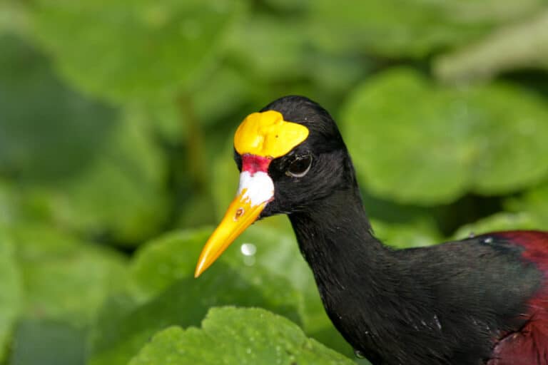 Northern Jacana