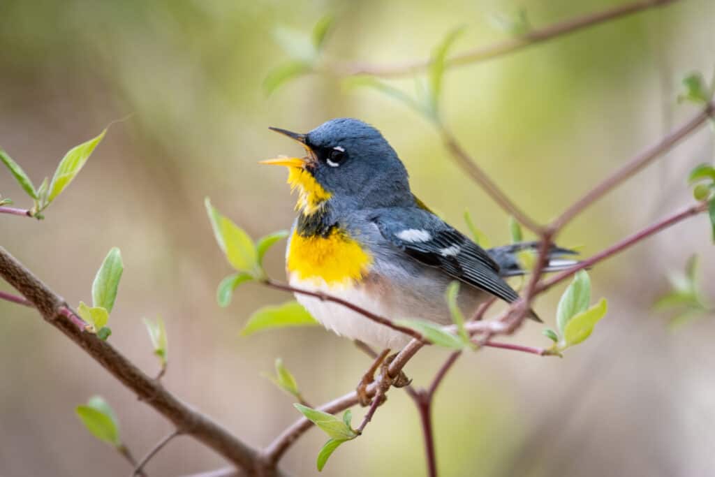 Northern Parula