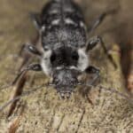 Old house borer