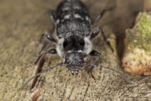 Old house borer