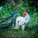 Japanese long-tailed fowl