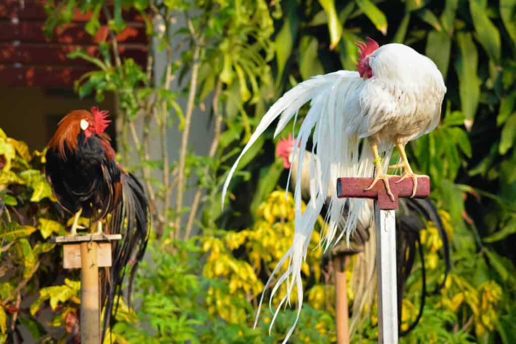 Onagadori long tail chicken