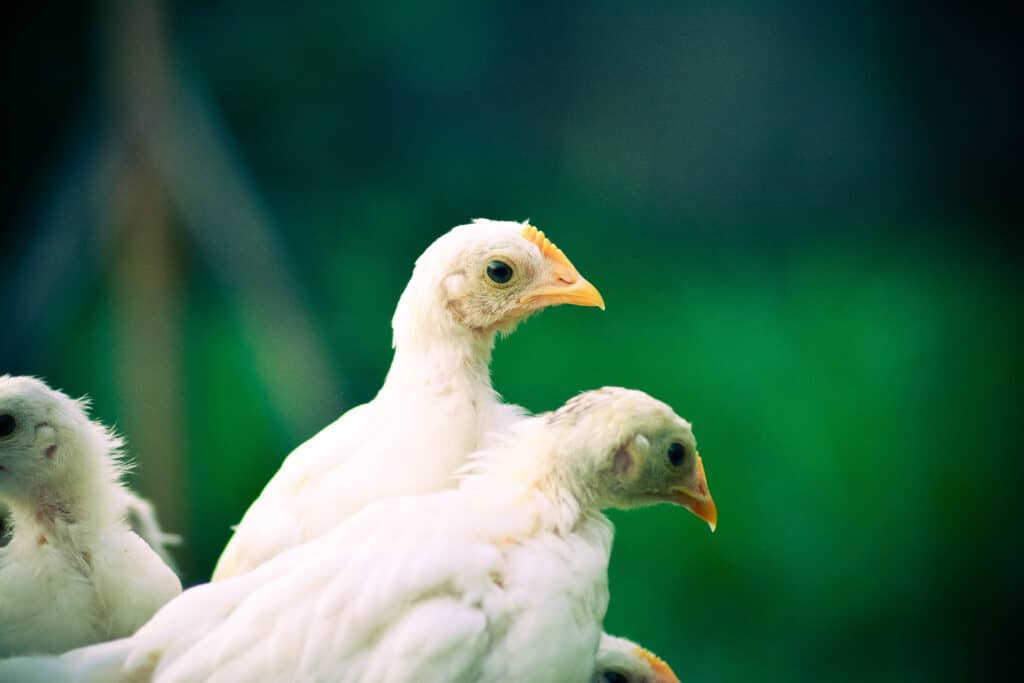 onagadori long tail chicken