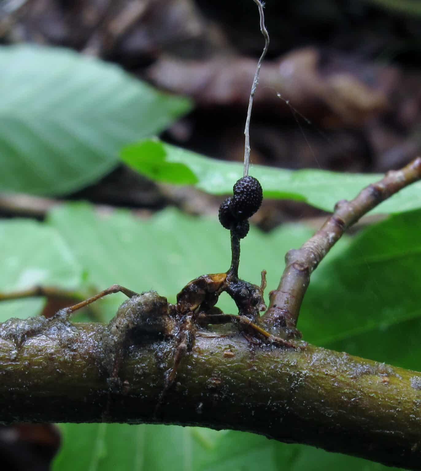 Discover The Zombie Fungus That Infects Ant Brains To Control Them - A ...