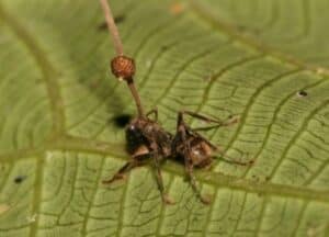 Discover the Zombie Fungus That Infects Ant Brains to Control Them photo