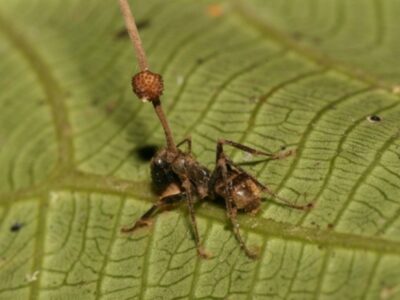A Discover the Zombie Fungus That Infects Ant Brains to Control Them