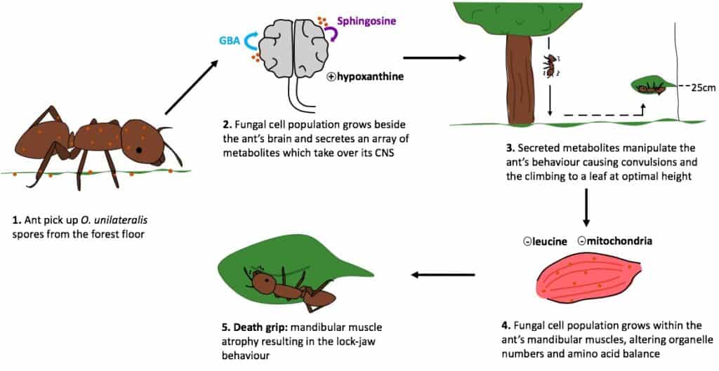 A graphic showing how Ophiocordyceps infects host ants