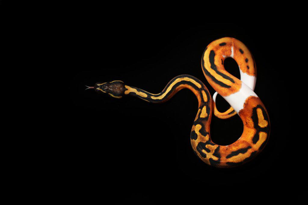 Orange Dream Ball Python