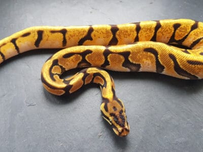 A Fire Ball Python