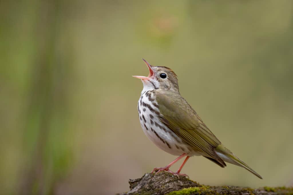 Ovenbird