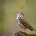 Ovenbird