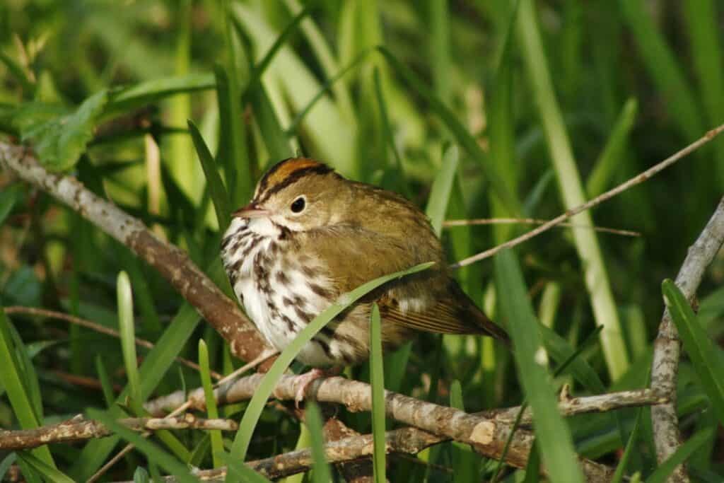 Ovenbird