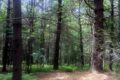 Pachaug State Forest