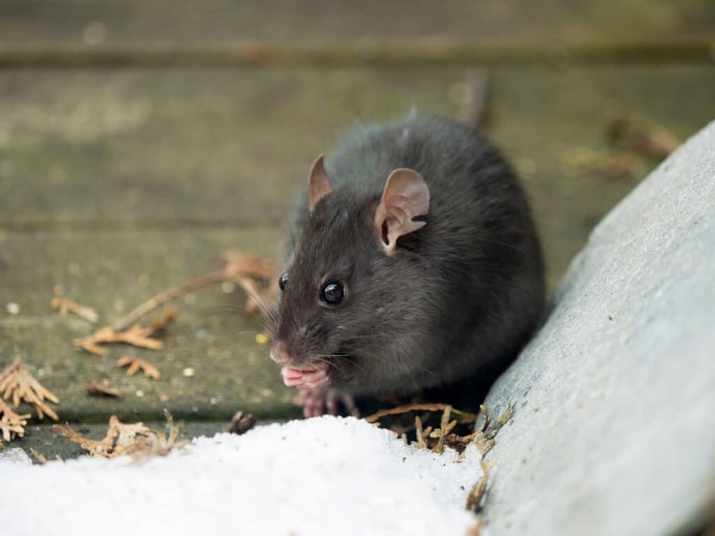 DIY Humane Mouse/Rat Trap Bucket - Homemade Rat Trap (Easy and Effective) 