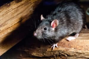 How To Get Rid of Rats in Walls and Ceilings Picture