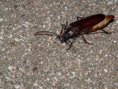 A Palo Verde Beetle
