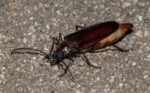 Palo verde root borer