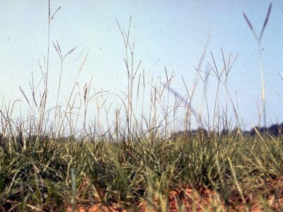 A Pensacola Bahia Grass vs. Argentine