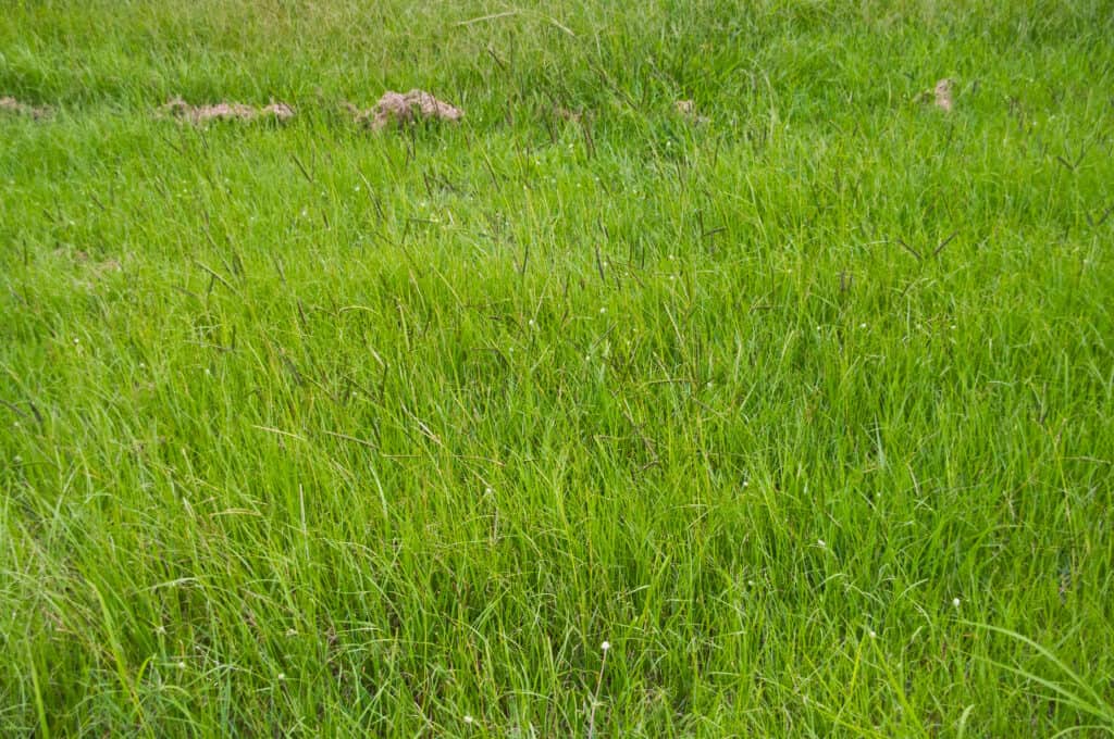 Paspalum notatum grassland near cricket oval 7th Brigade Park Chermside