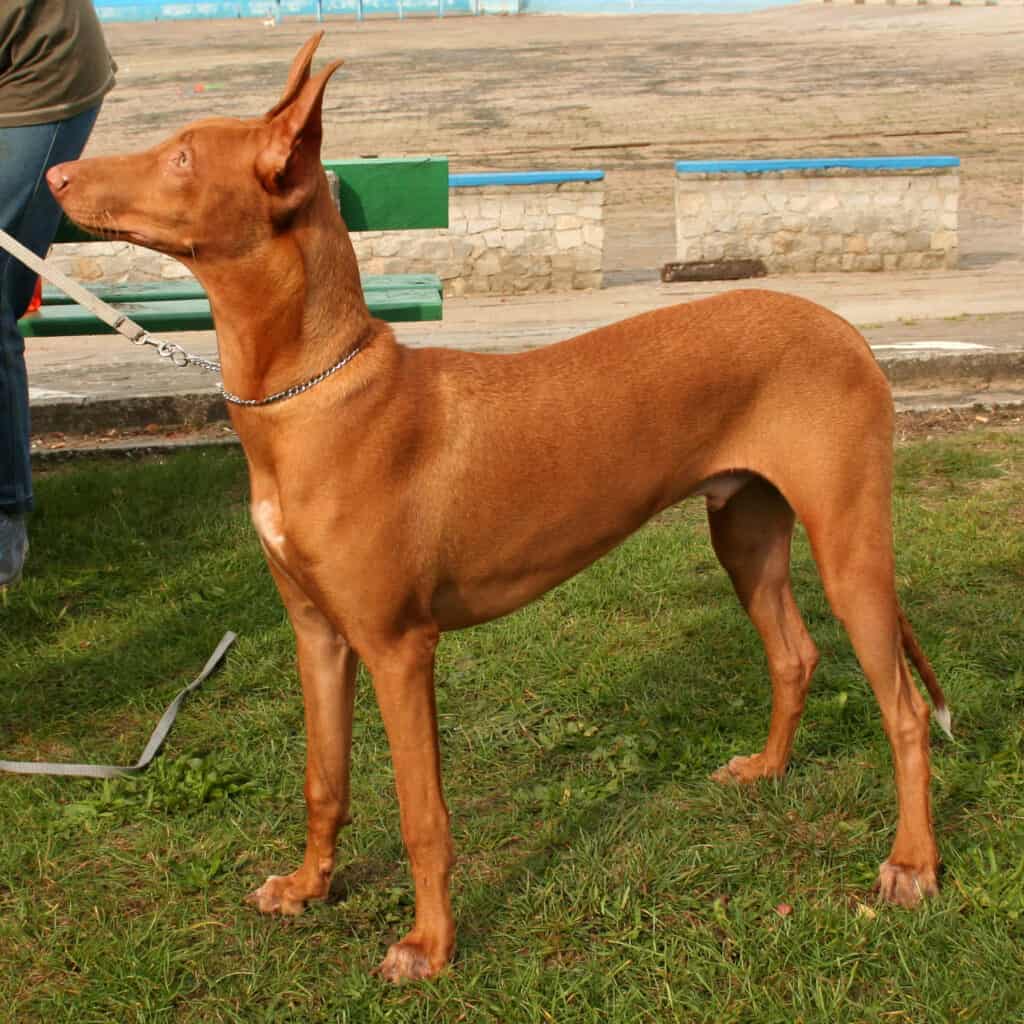 Pharaoh Hound Smile